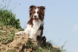 BORDER COLLIE 554
